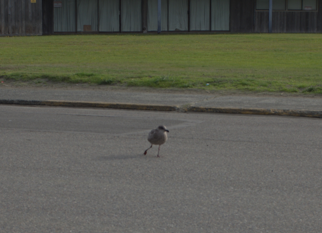 A photo of a sea gull