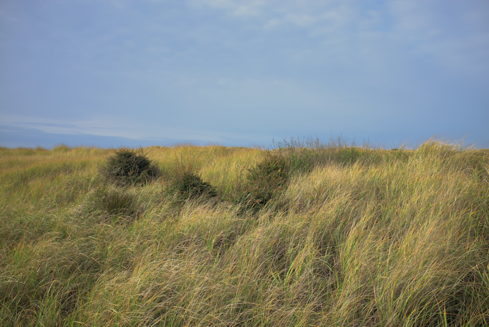 Golden beach grass with clumps of bushes